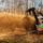 Machine FOR Clearing Wildways (Tracked Mulcher) M280