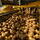 Potato Loader - Kartoffelmaus 5