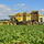 Beet Harvester - TIGER 6S